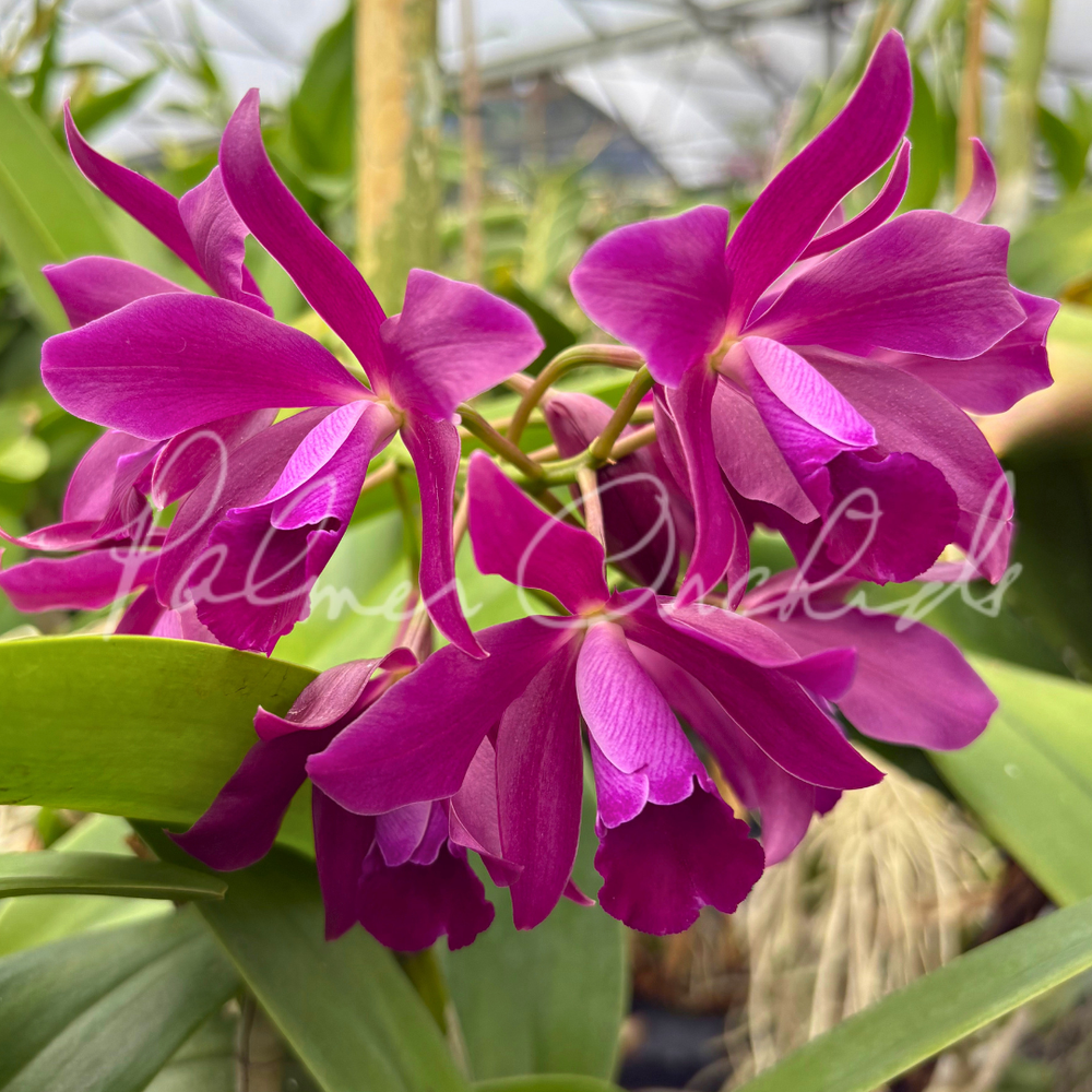 Ctt. Bactia 'Grape Wax' — Palmer Orchids